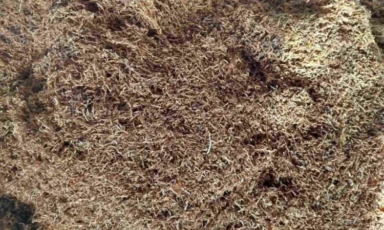 Табак ферментированный в мешках, крепость 5 - фото № 4