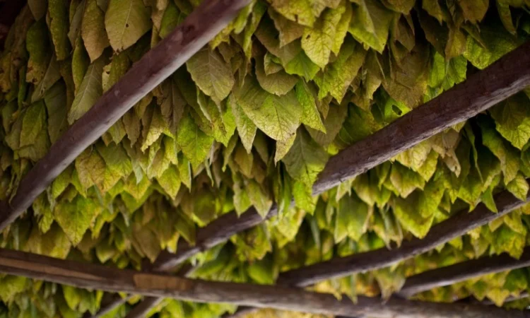 Табак для курящих - домашние сорта ХЛОПЯ в продаже - фото № 6