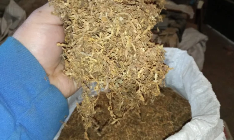 Тютюн самосад лапшою и різаний - продажа - фото № 3