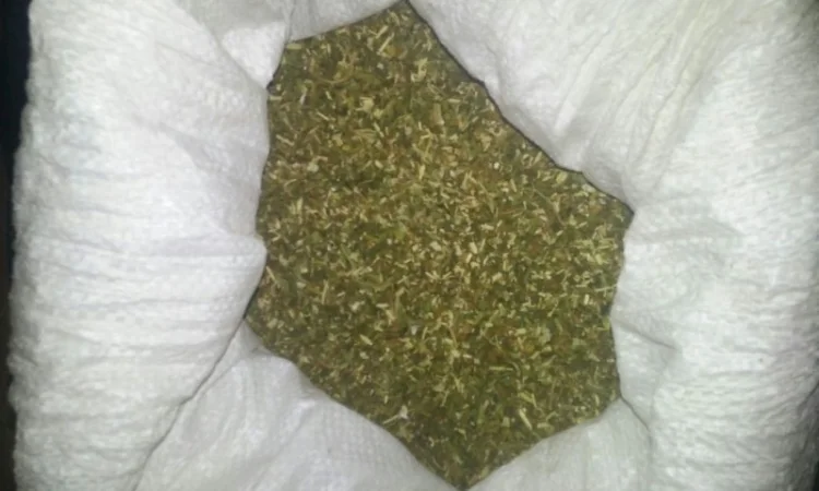 Продается сільський табак САМОСАД - фото № 1