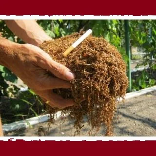 Качественный домашний табак без примесей, крепкий и средний сорт - фото № 1