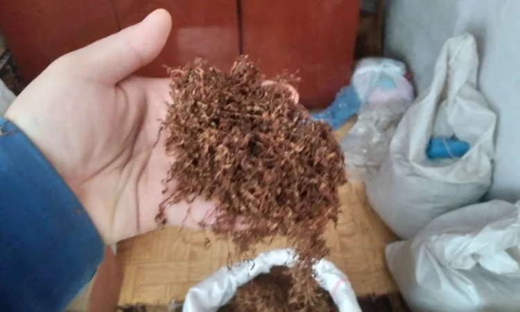 Тютюн лапшою короткою домашний без хімії Берлі і Вірджінія - фото № 3