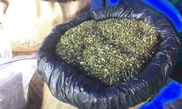 Домашній самосад – свіжий врожай - фото № 1