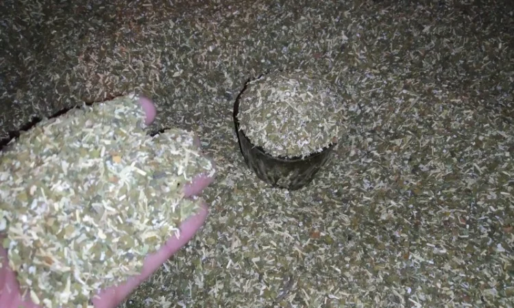 Продается свежий самосад махорка - фото № 2