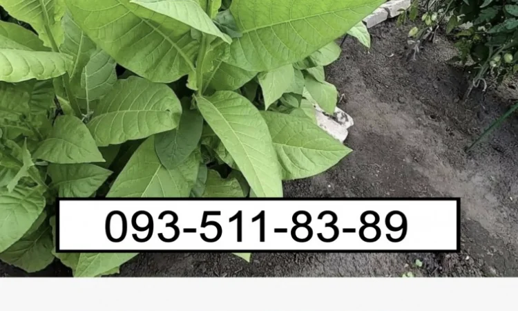 Якісний табак: МИЛЕНІУМ та ЗОЛОТЕ РУНО - фото № 1