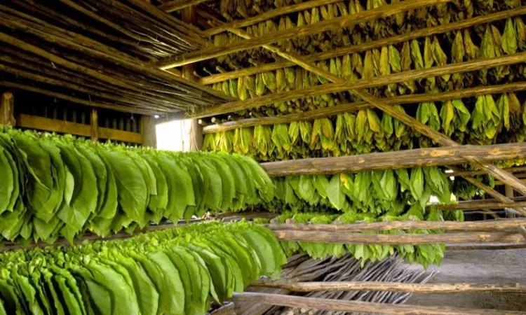 Продается Махорка Самосад без пыли и мусора по супер цене - фото № 1