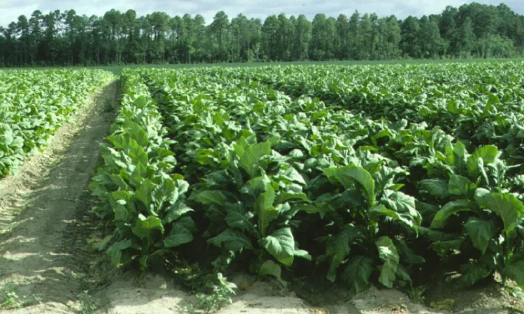 Продается крепкая махорка и гильзы для машинки - фото № 1