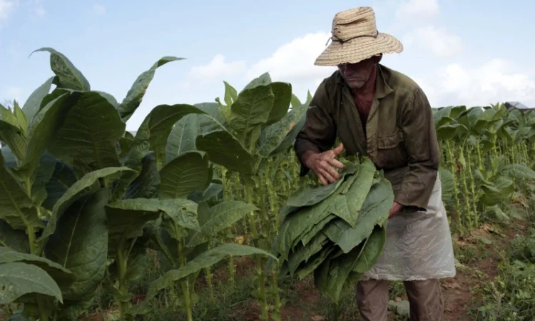 Табак махорка по низкой цене - фото № 1