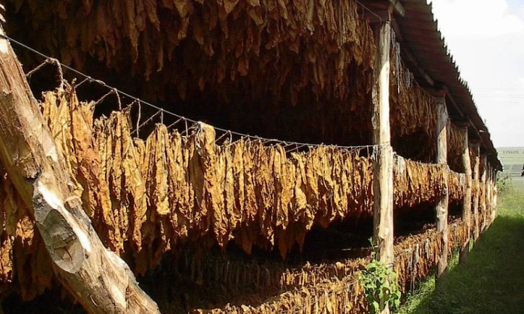 Продажа Махорки Самосад без пыли и мусора - фото № 1