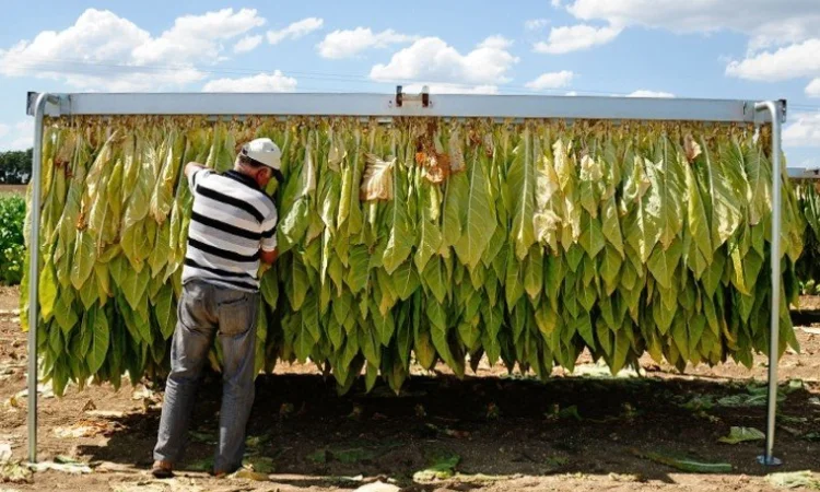 Залишилося мало! Самосад, сільська махорка - фото № 1
