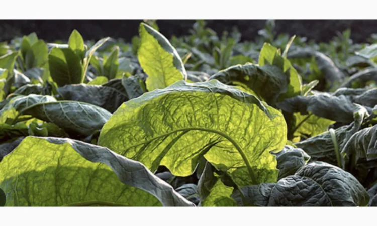 Табак оптом по низким ценам - фото № 1