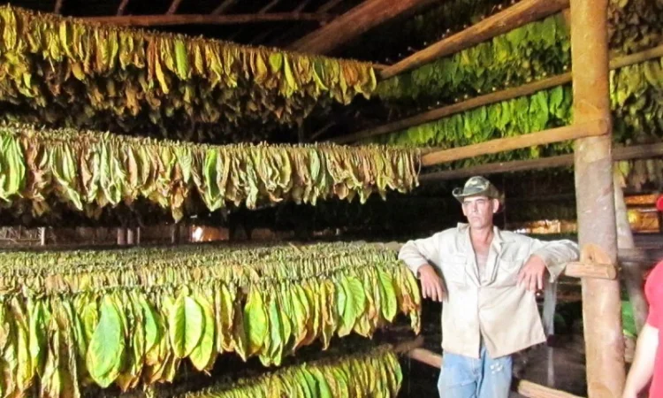 Махорка-Самосад - высококачественный табак - фото № 1