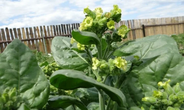 Крепкий домашний табак Махорка - фото № 1