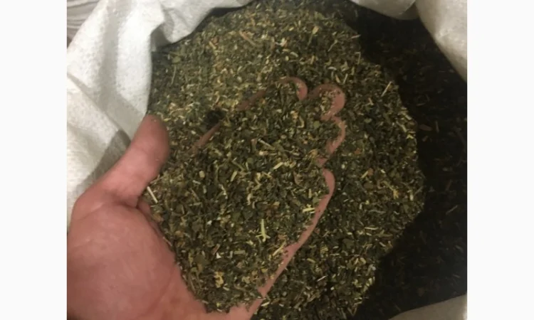 Крепкая махорка 2025 года - фото № 1