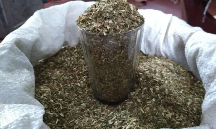 Продается махорка (самосад) высокого качества - фото № 1