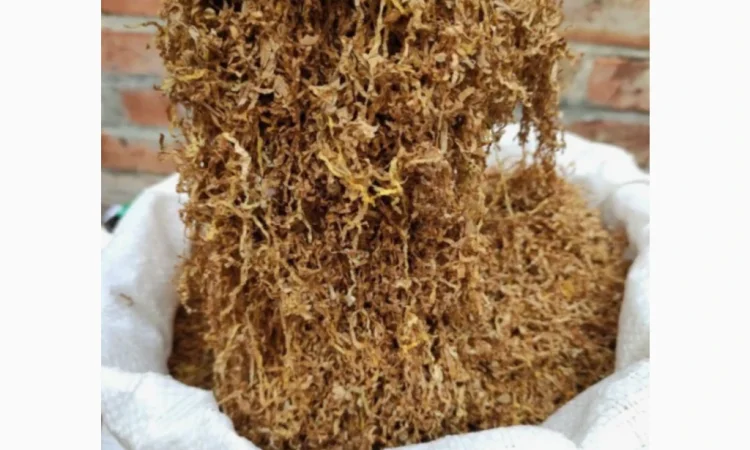 Продажа тютина нарезкой лапша Вірджинія и Берли - фото № 1