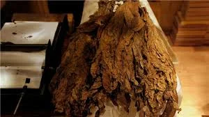 Тютюн сорт Вірджінія і БЕРЛІ оптом и в розницу - заводской тютюн - фото № 4