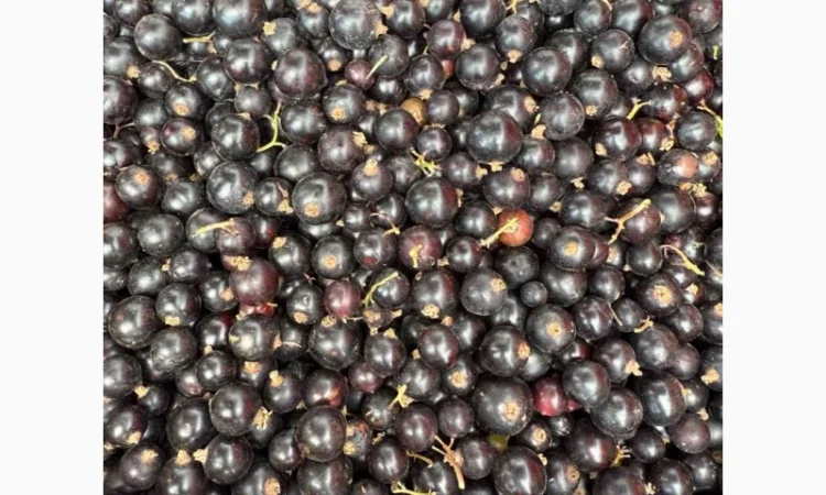 Продается мороженая черная смородина - фото № 1