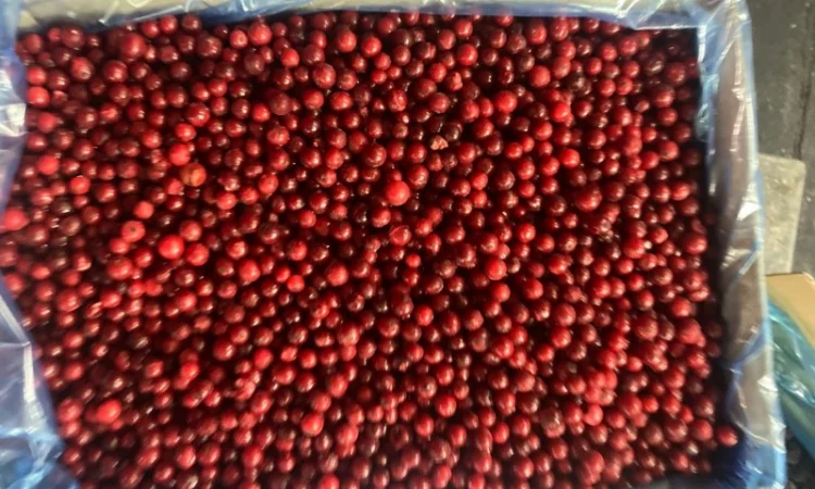 Продається червона смородина - фото № 1