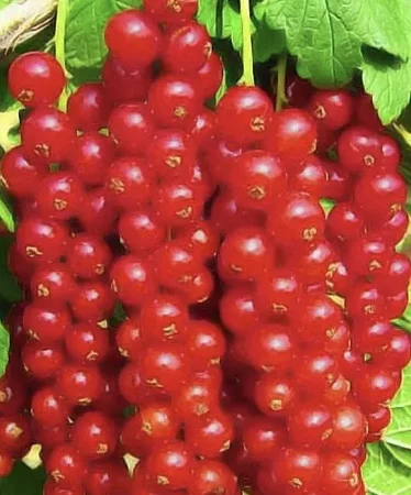 Куплю замороженную красную смородину - фото № 1