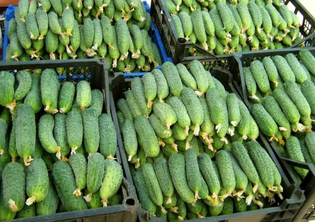 Купим огурец - фото № 2