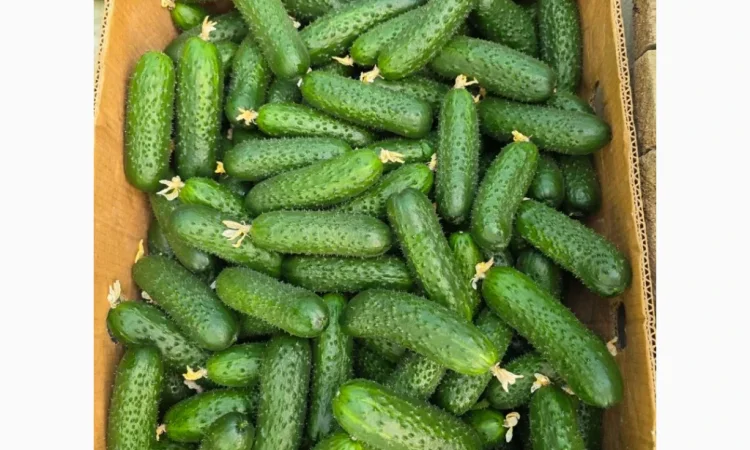 Огірок Закарпаття - фото № 1