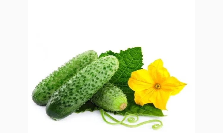 Куплю огурец от 5 тонн - фото № 1