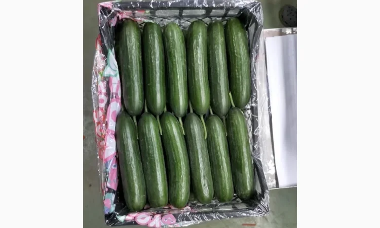 Овощи из Турции оптом - фото № 1