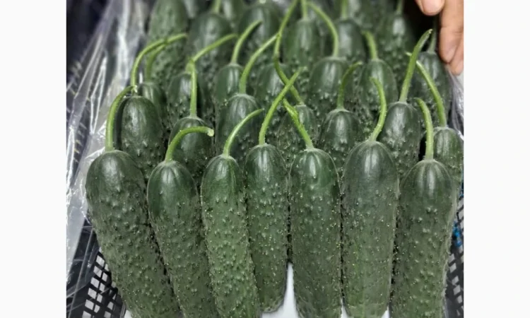 Овощи из Турции оптом - фото № 2