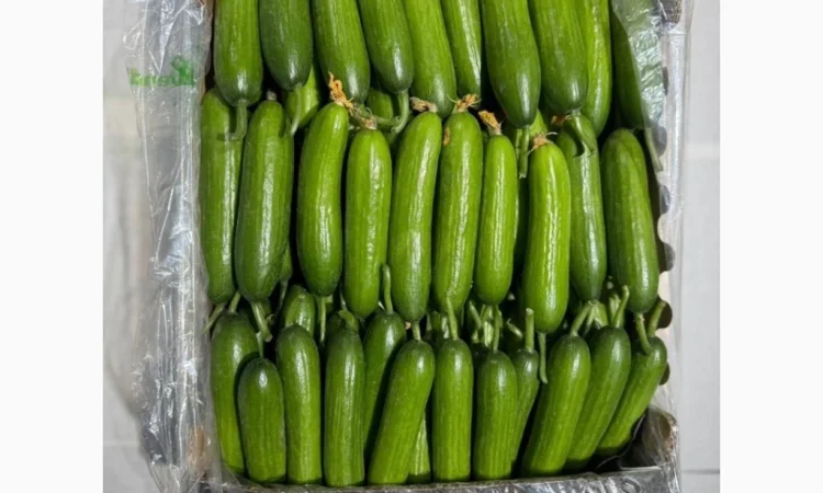 Овощи из Турции оптом - фото № 3