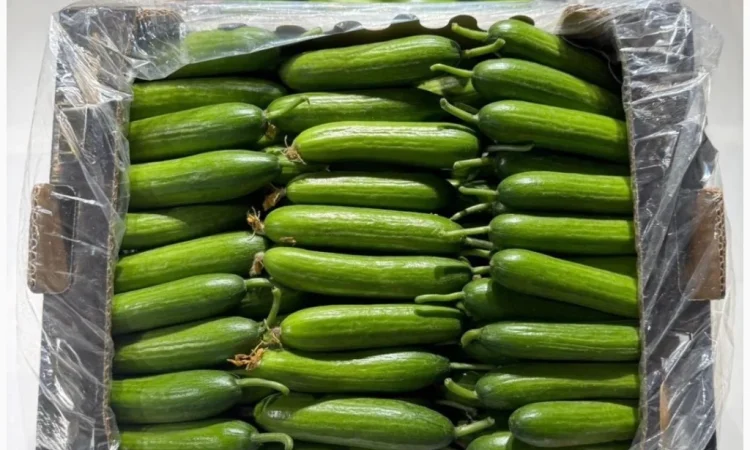 Овощи из Турции оптом - фото № 4