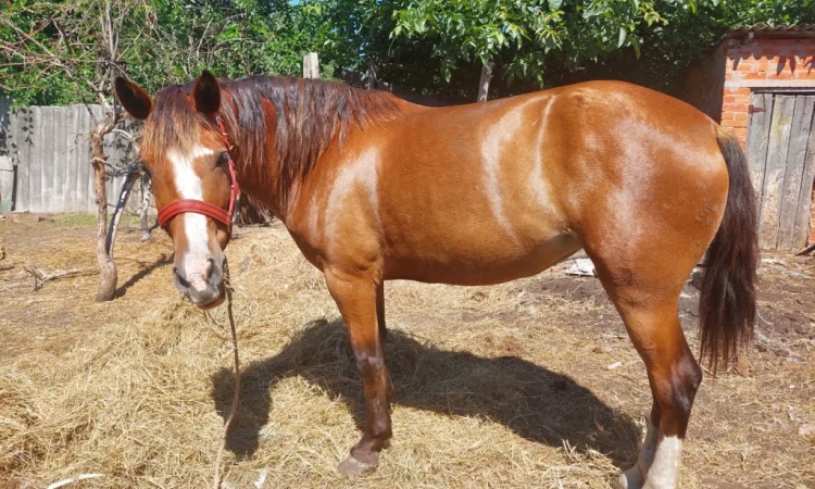 Кобила української верхової породи на продаж - фото № 1