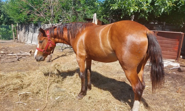 Кобила української верхової породи на продаж - фото № 10