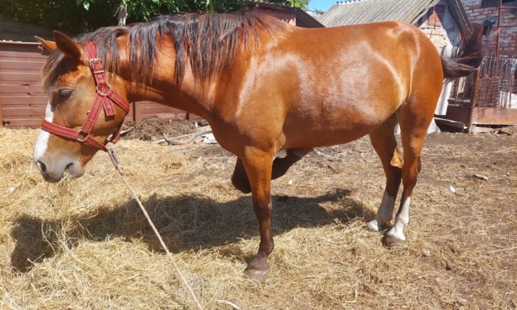 Кобила української верхової породи на продаж - фото № 2