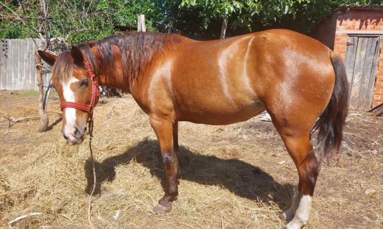 Кобила української верхової породи на продаж - фото № 3