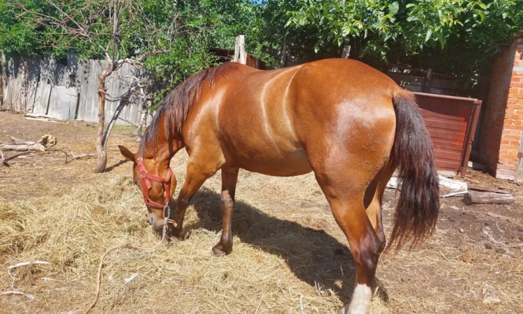 Кобила української верхової породи на продаж - фото № 4