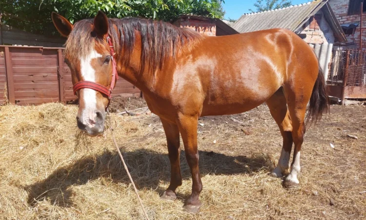 Кобила української верхової породи на продаж - фото № 5