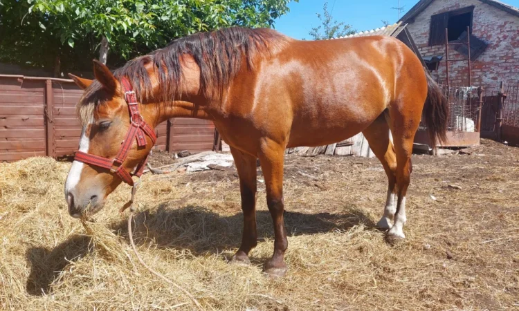 Кобила української верхової породи на продаж - фото № 6