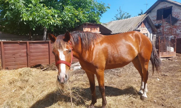 Кобила української верхової породи на продаж - фото № 7