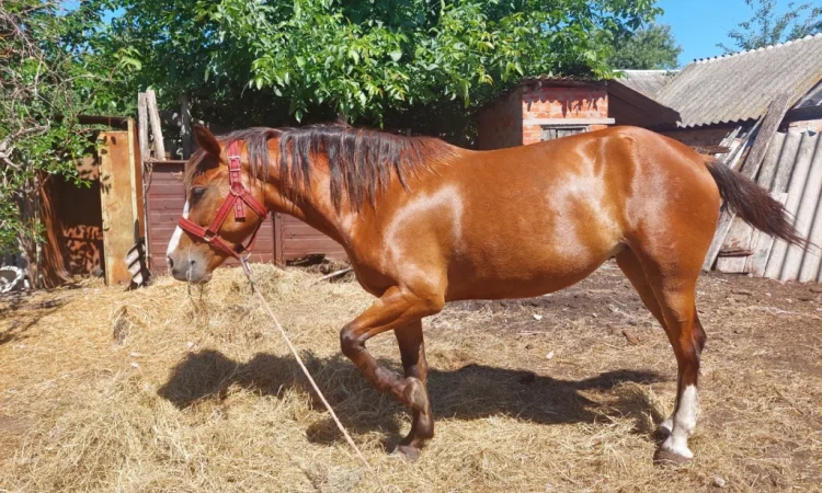 Кобила української верхової породи на продаж - фото № 8