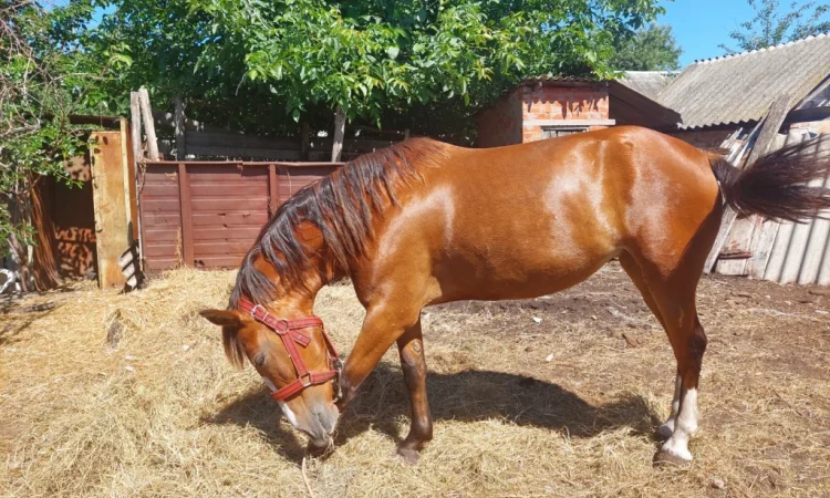 Кобила української верхової породи на продаж - фото № 9