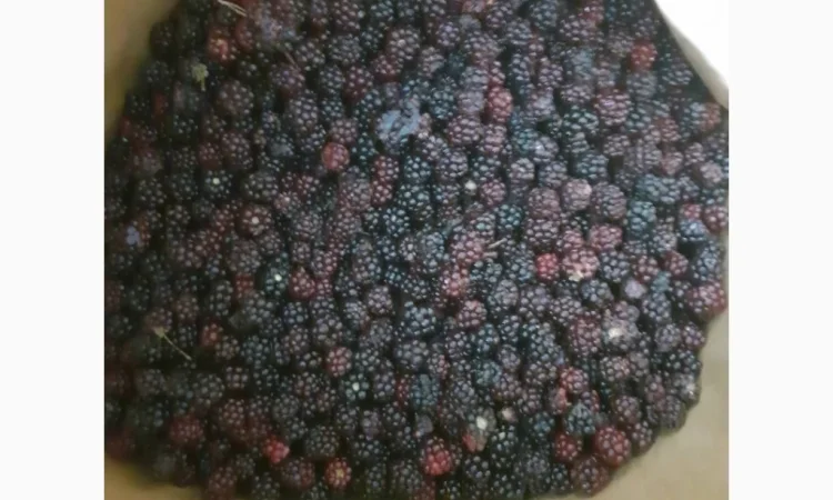 Пропонується заморожена дикоросла ожина - фото № 1