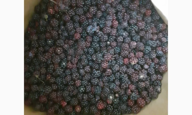 Пропонується дикоросла ожина - фото № 1