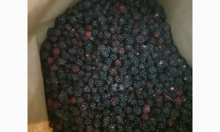 Пропонується дикоросла ожина - фото № 2