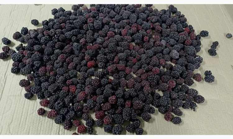 Пропонується свіжоморожена культивована ожина - фото № 1