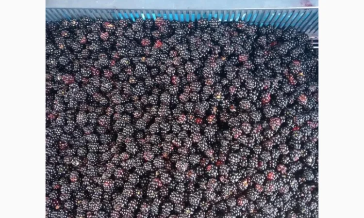 Пропонується заморожена ожина оптом - фото № 1