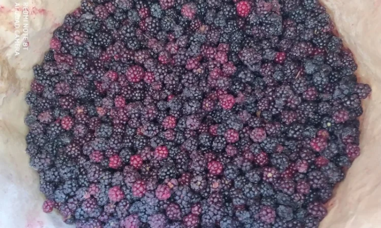 Пропонується заморожена ожина оптом - фото № 2