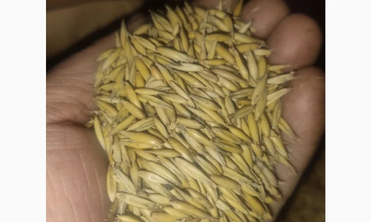 Продаж овса 50 тонн - фото № 1