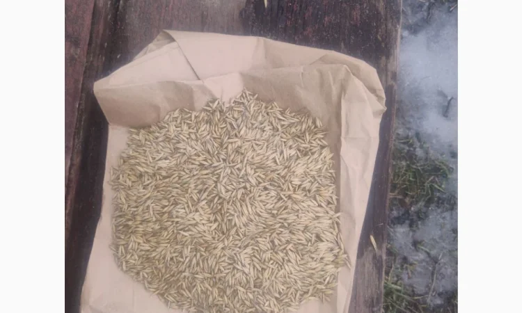 Продаж овса 50 тонн - фото № 2