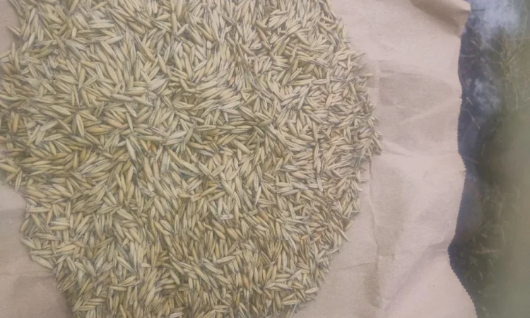 Продаж овса 50 тонн - фото № 3